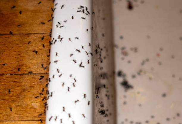 Best Commercial Pest Control Services  in Chillicothe, MO