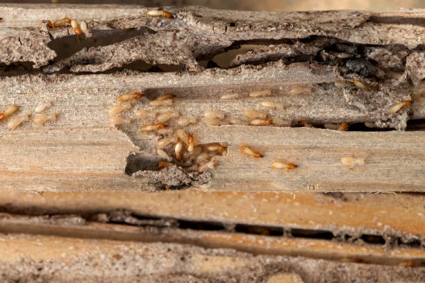 Best Residential Pest Control  in Chillicothe, MO